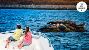 seal-boat-tours