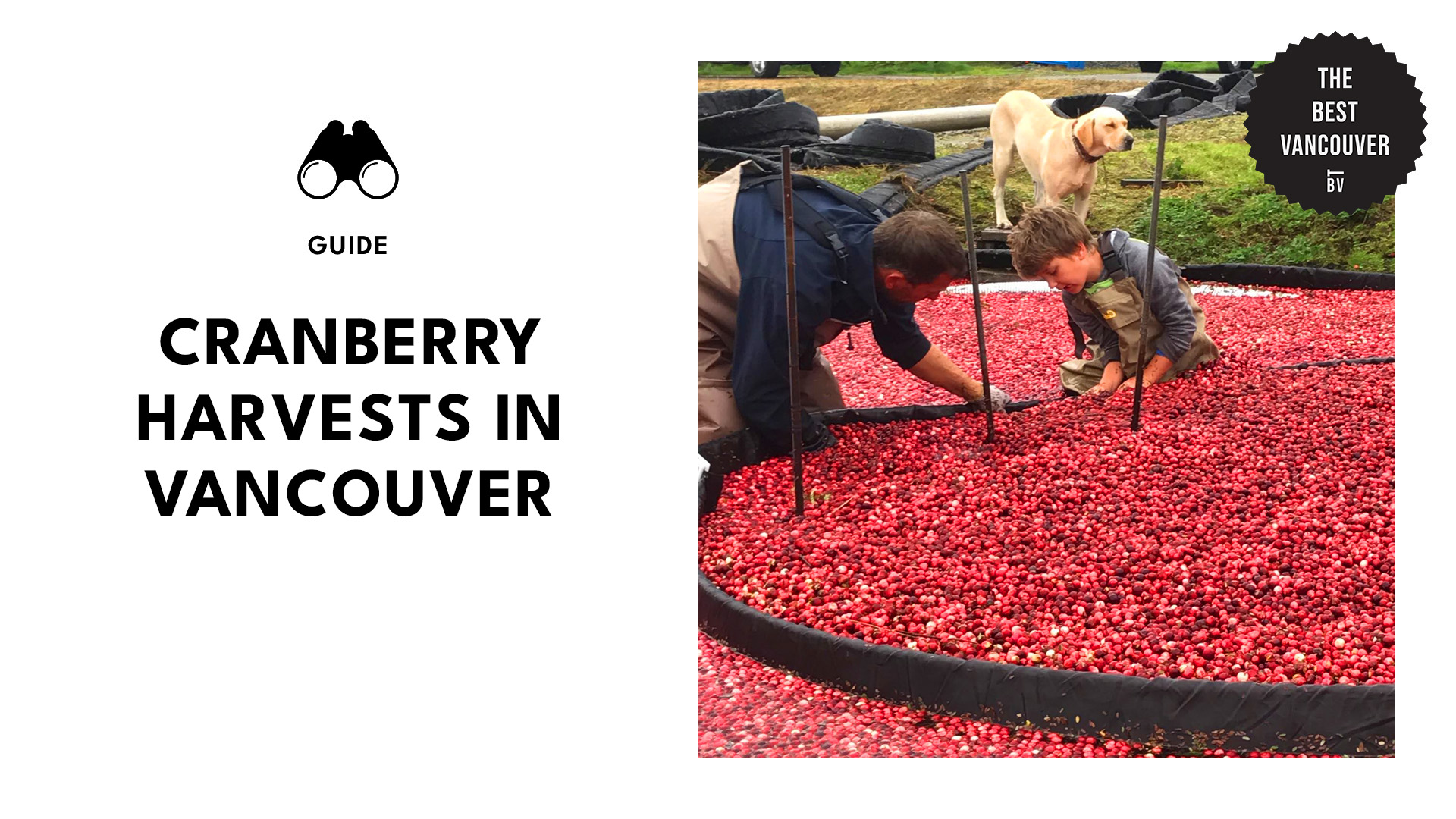 guide-to-cranberry-harvests-vancouver