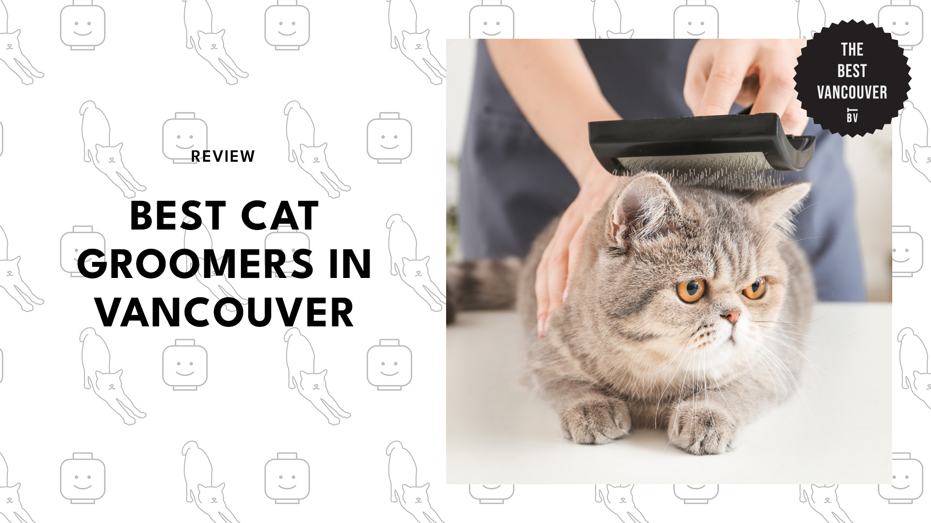 best-cat-groomers-vancouver