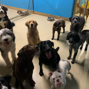 Dog Swim Vancouver