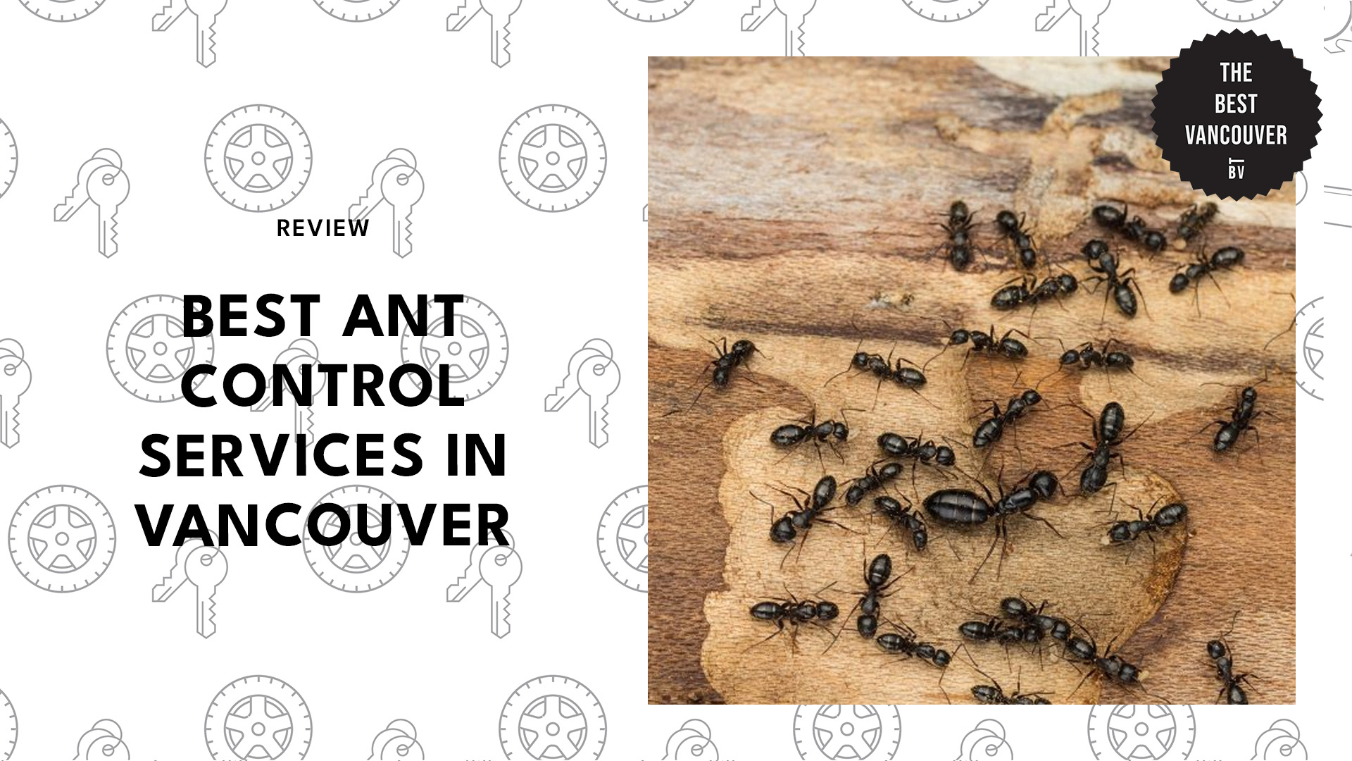 best-ant-control-vancouver