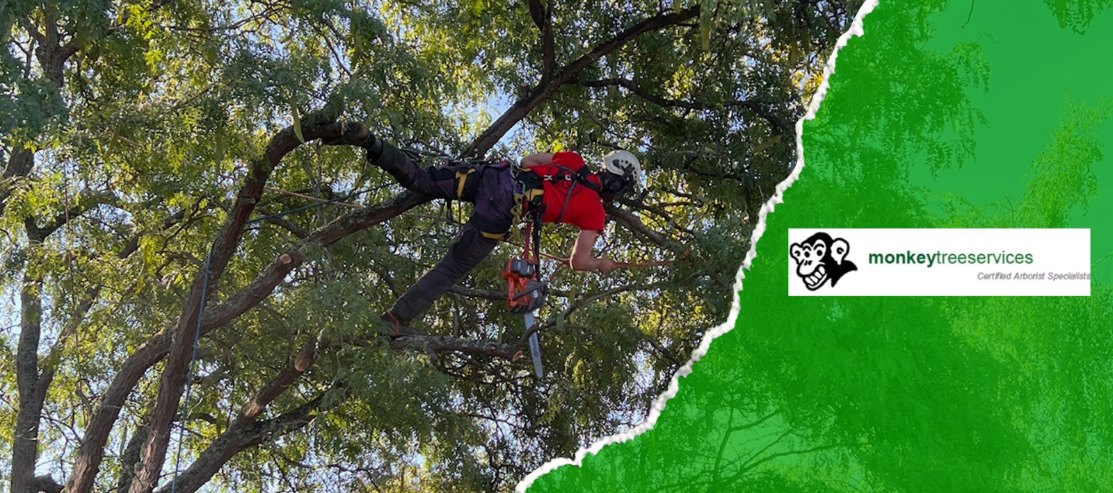 monkey tree services banner